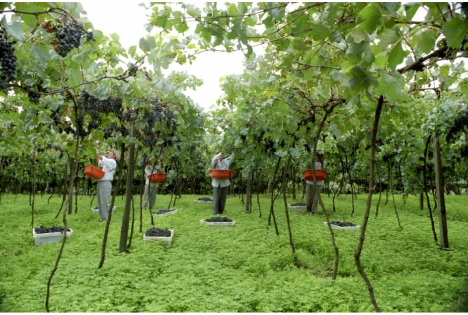 Garibaldi define a programação do Veraneio da Vindima