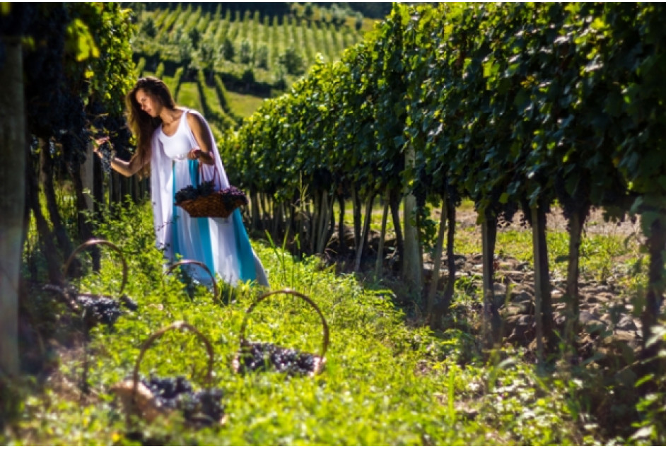 Vencedores do 4º Concurso Fotografando a Vindima são conhecidos