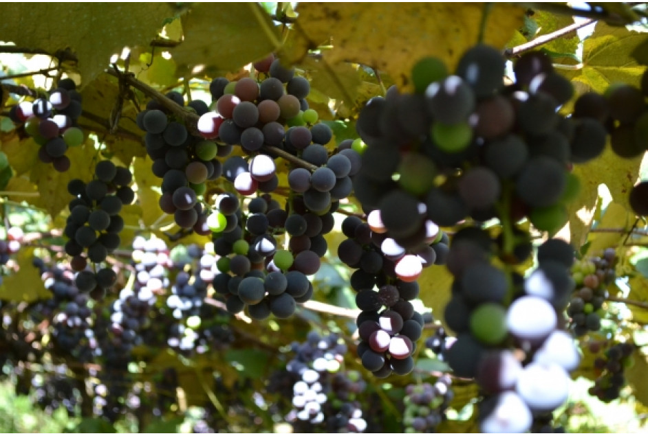 Veraneio da Vindima tem início essa semana